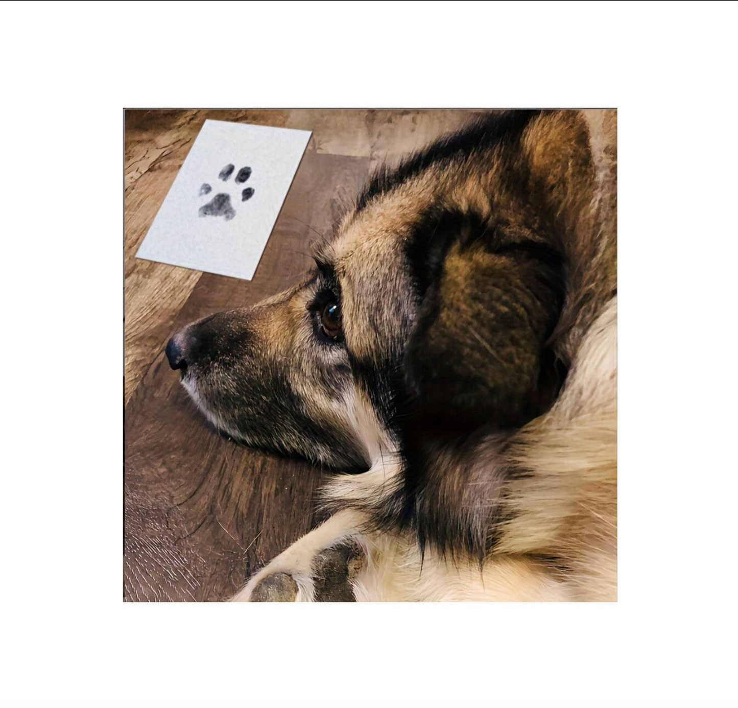 Pet Paw Print Kit – Ink Pad & Imprint Cards for Keepsakes