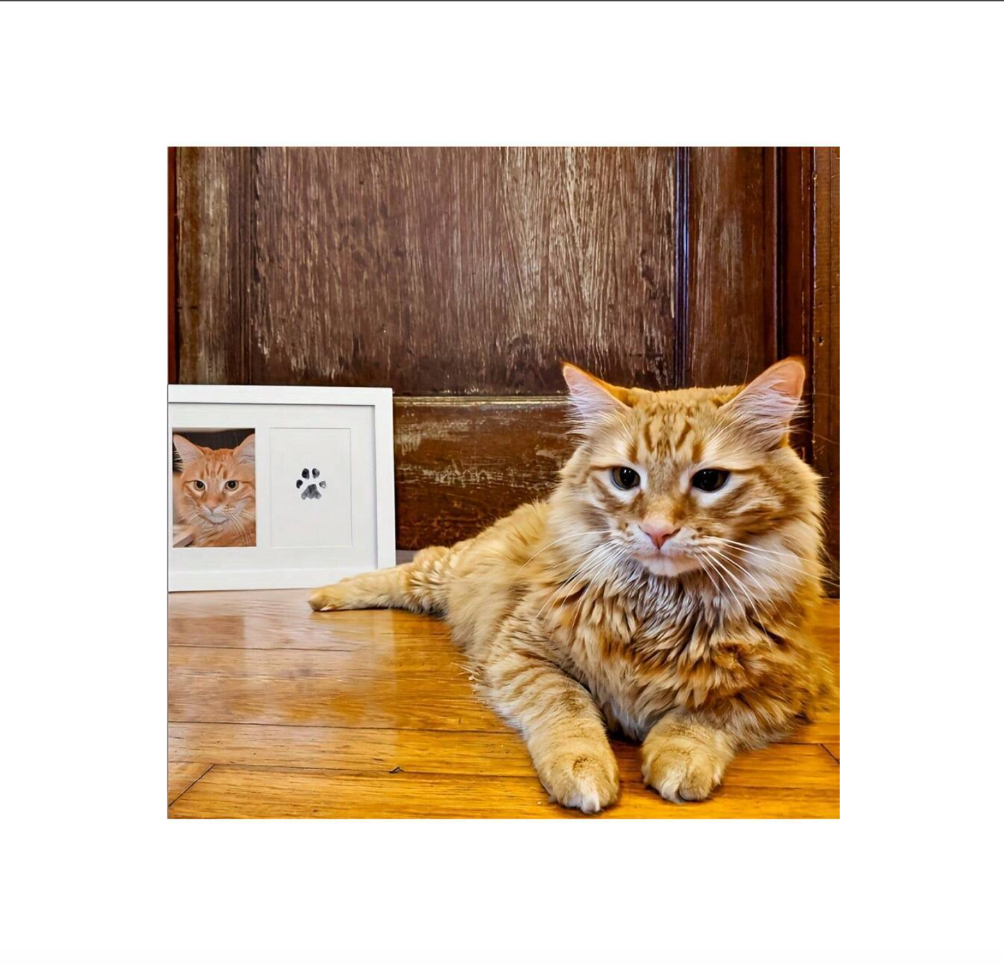 Pet Paw Print Kit – Ink Pad & Imprint Cards for Keepsakes